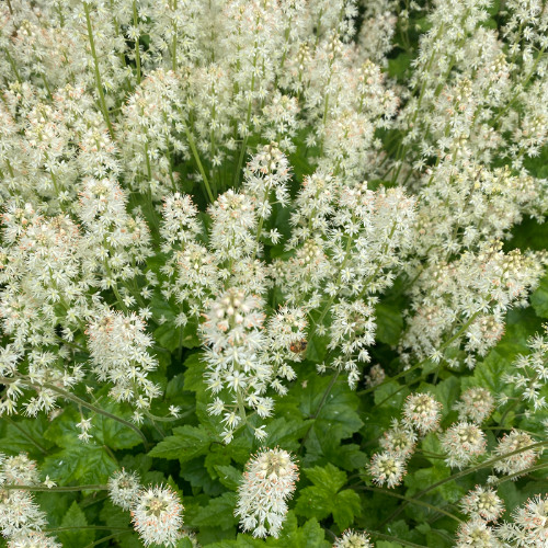 meadow song