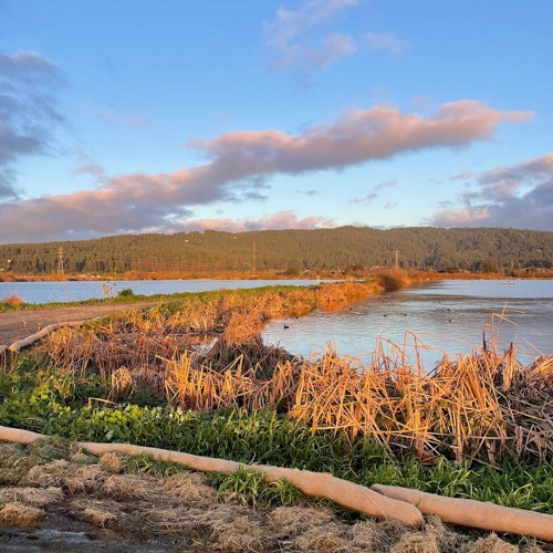 Stream 2024's King Tide with Friends of the Arcata Marsh by KMUD News