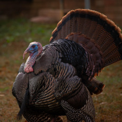 Turkey track mastered