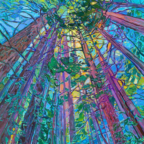redwoods