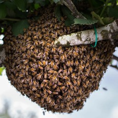 BeeHive mix V1