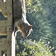 strongest little squirrel