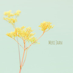 Meri Jaan