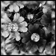 HypnoJazz - FlowerPower - AAMB9802 - Todd R Smith