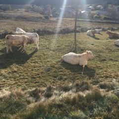 The Tale Of Princess Kaguya - Complete Soundtrack