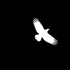 White Crow