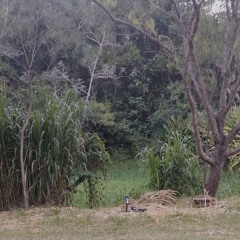 Pássaros ao nascer do sol