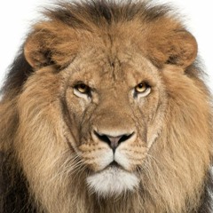 OHN Podcast #16/21 - DHDL-Rückblick: Muss sich Die Höhle der Löwen neu erfinden?