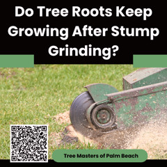 Do Tree Roots Keep Growing After Stump Grinding?