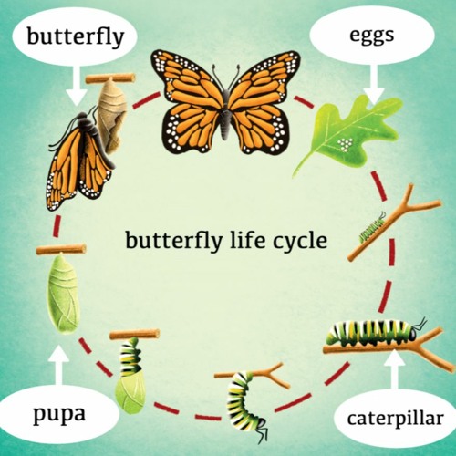 Stream Cykl Życia Motyla / Butterfly Life Cycle by Ania Szczypka ...