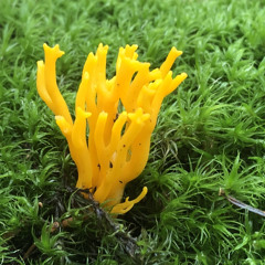 scrott and roll (feat Bernard Peur)