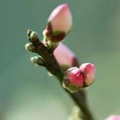 Le Temps Des Bourgeons