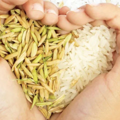 Pure and Tasty Rice from Try Mee Once