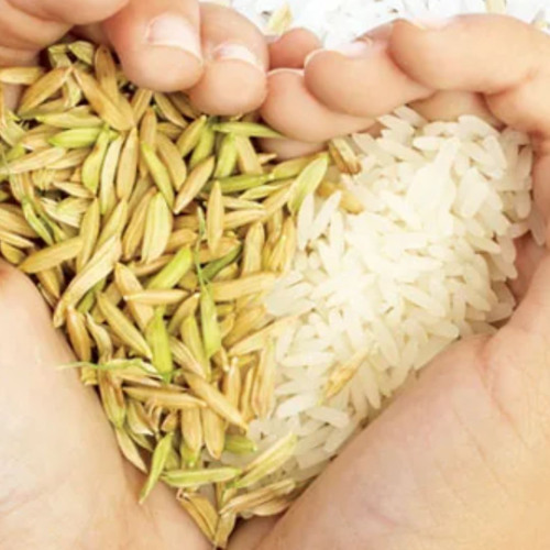 Pure and Tasty Rice from Try Mee Once