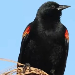 Red Wing Starling