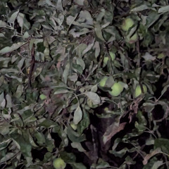 Hear Water- Rain on the apple tree leaves