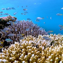 KAUST develops Coral-AI reef protection system
