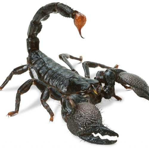 MixTape_EXX_by_FDS_09_10_2025