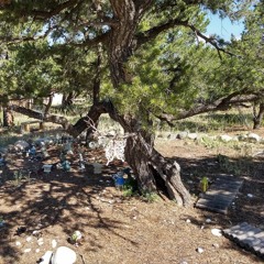 The Faery Trees by sHaDgRoW