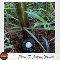 Rain Falling on Gungu Peas Plant (Pigeon Peas Plant) and Soil Mona, St. Andrew, Jamaica LJP October 2025 - HEADPHONES Please