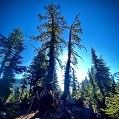 Happy Tree Mantra