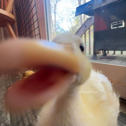 11월 8일 언니 Duck분에!