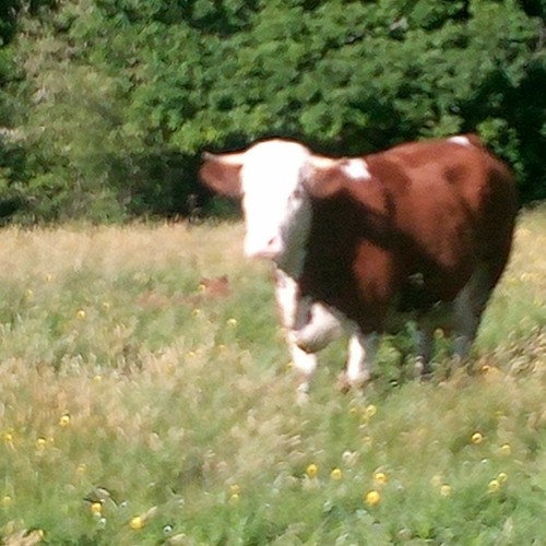 dutch dj project - i can t stop moving