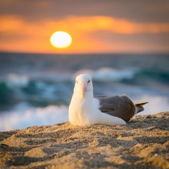 Albatross