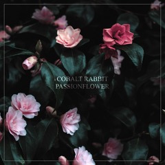 Cobalt Rabbit - Passionflower