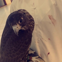 خاطري يانسيم الليل زاري