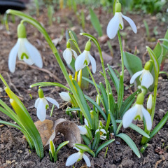 Der Frühling Naht Also Alles Wird Gut
