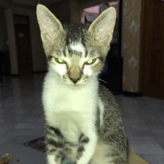 Love Insane (NNTYSX REMIX)