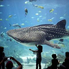 A modal synthesis re-interpretation of Camille Saint-Saëns' "The Aquarium"