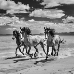 Palominos on The Seashore