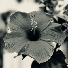 flower 2