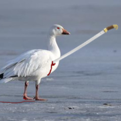 saber of the snow goose