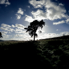 peanut butter and govt cheese