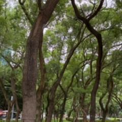My Impression of Camphor Tree