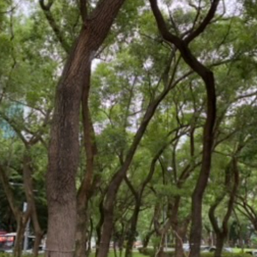 My Impression of Camphor Tree