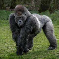 Los Gorilas de San Diego, dieron positivos al COVID-19