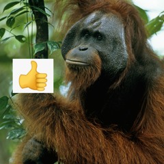 orangutan gauruntee