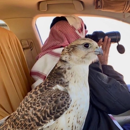 نواف منيف