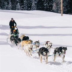 Review Special Price Jackson Hole Dog Sledding Adventure