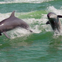 Review Special Price Clearwater Encounters With Dolphins Tour