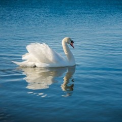 Saint-Saëns, transcribed by Siloti     Le Cygne, The Swan     サン＝サーンス、シロティー編曲 白鳥