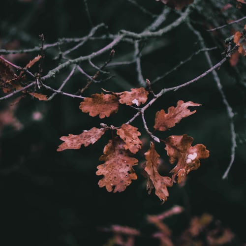 I. Introduction - XXV "A heavy heart, Beloved, have I borne"