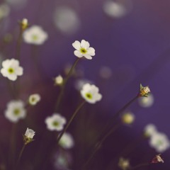 그대가 날 사랑해