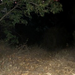 FERMI PARADOX (FREE DL)