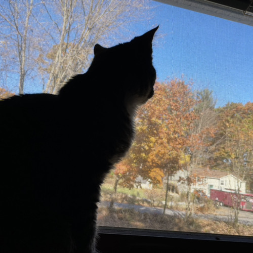 Autumnal Snowfall: The Birds are Leaving Now