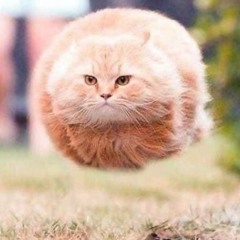 El Chombo - El Gato Volador (Filius Natura Remix)